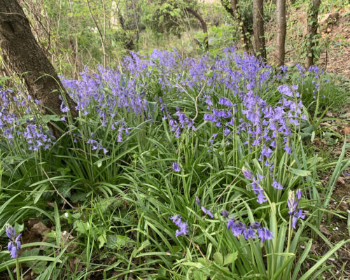 Jacinthe des bois au jardin