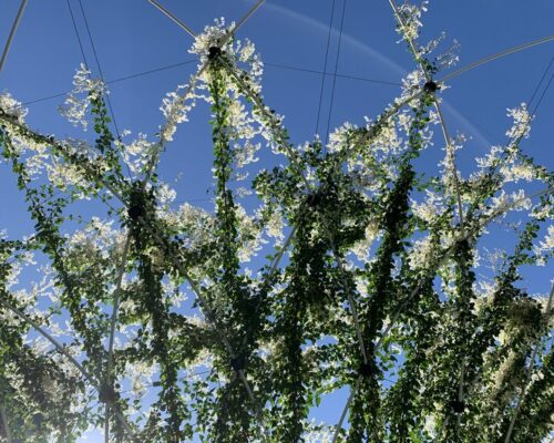 Polygonum grimpant sur câbles tendus