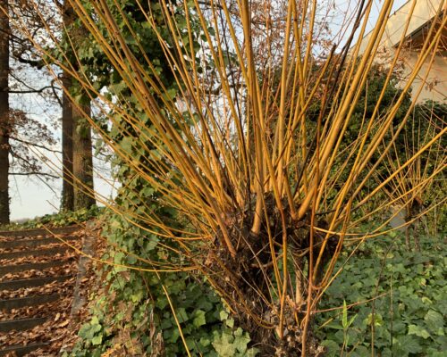 Trogne de saule