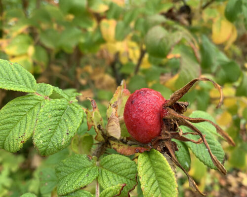 Rose des chiens en fruit