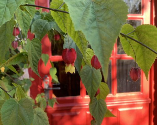 Suspension d’Abutilon lanterne au Huaume