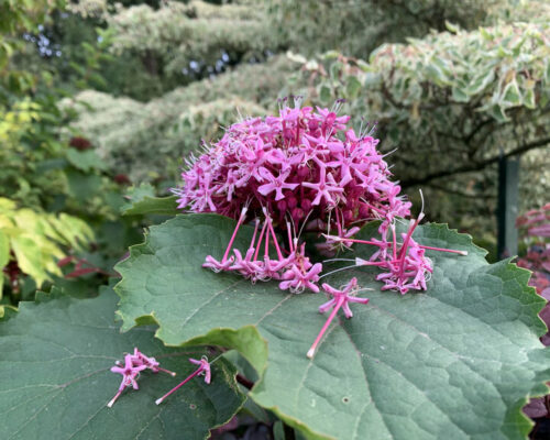 Clerodendron en fin d’été