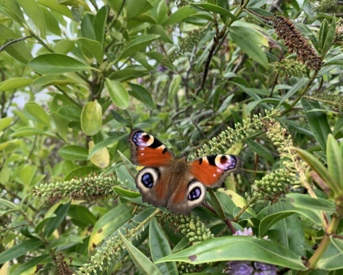 Grand paon de jour en fin d’été