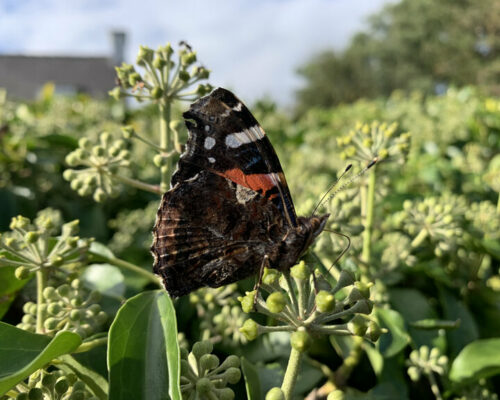 Précieuses fleurs de lierre fin septembre
