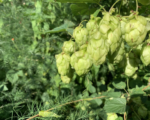 Houblon en fleur en fin d’été