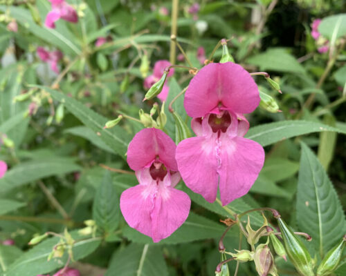 Balsamine de l’Himalaya